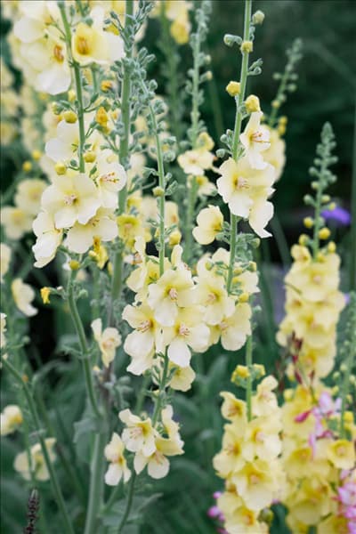 Verbascum Gainsborough