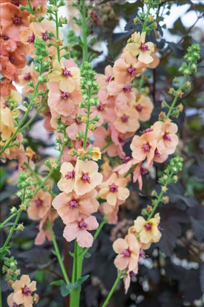 Verbascum Cotswold Beauty