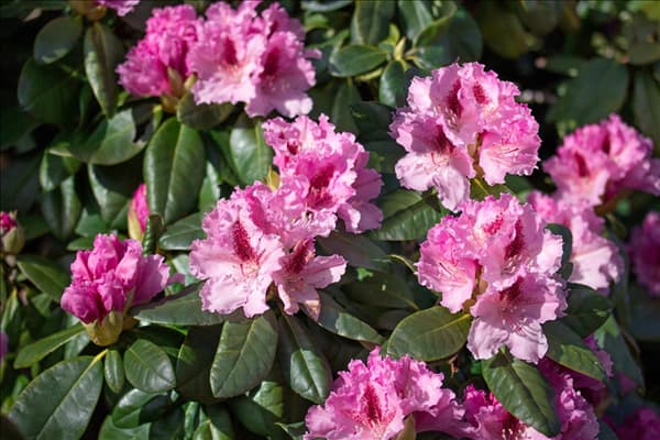 Rhododendron Progres