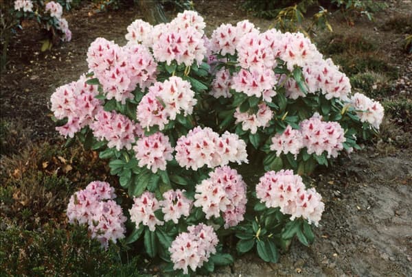 RHODODENDRON LE PROGRESS