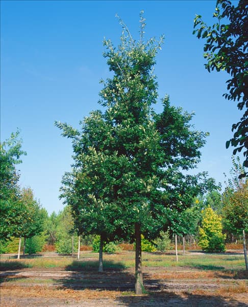 Quercus cerris