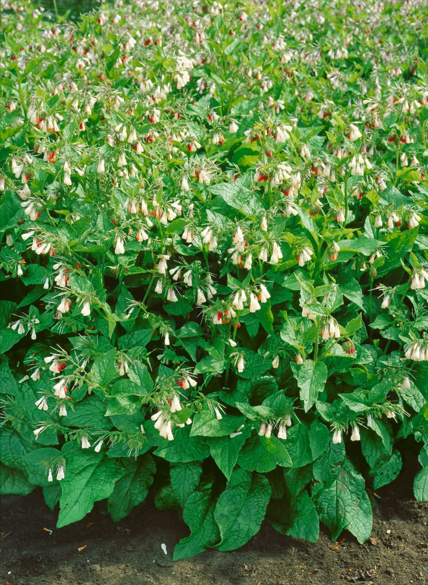Symphytum grandiflorum Wisley Blue