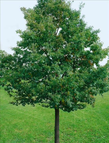 Quercus cerris