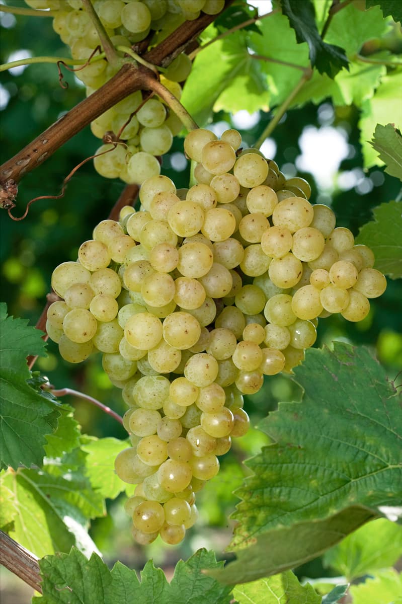 Vitis vinifera subsp. vinifera Evita