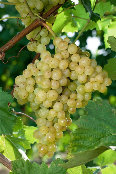 Vitis vinifera subsp. vinifera Evita