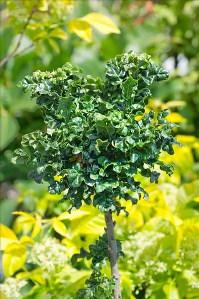 Quercus cerris Curly Head