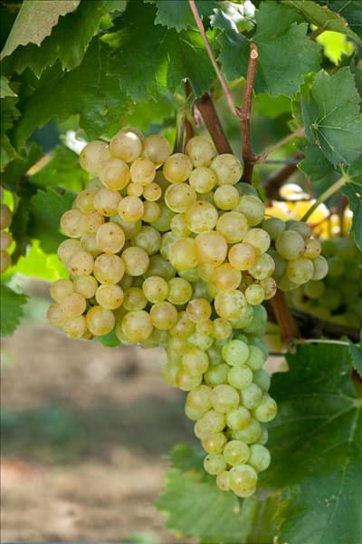 Vitis vinifera subsp. vinifera Evita