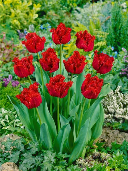 Tulipa Crispa Barbados