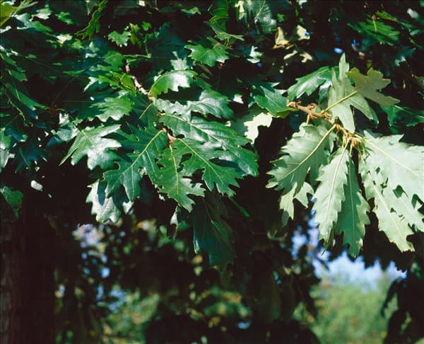 Quercus cerris