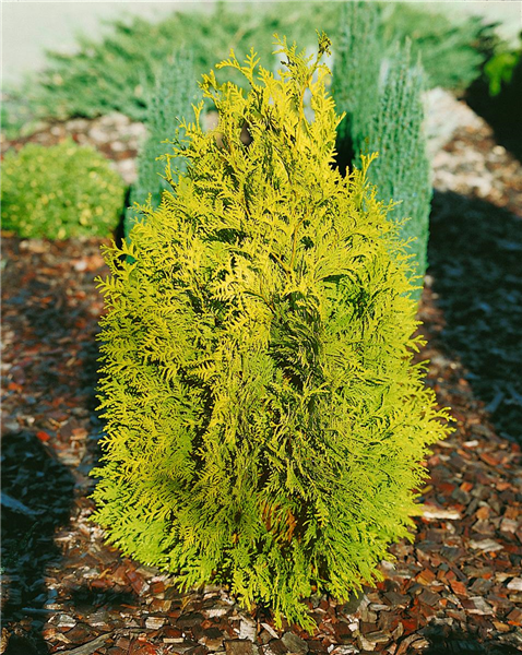 THUJA OCCIDENTALIS HETZ MIDGET