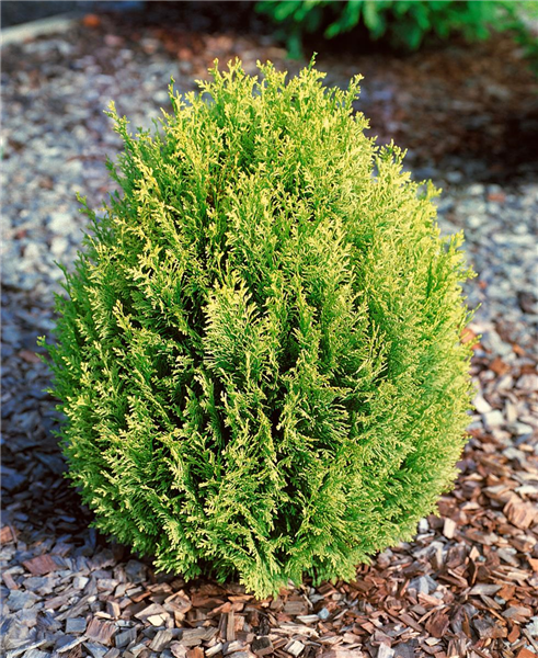 Thuja occidentalis Hetz Midget