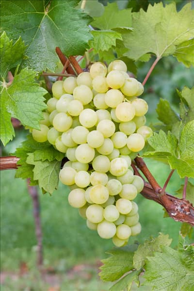 Vitis vinifera subsp. vinifera Fanny