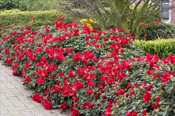 Rhododendron Baden-Baden