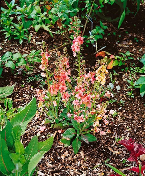 Verbascum Jackie