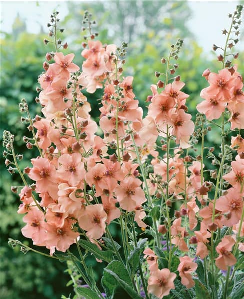 Verbascum Jackie