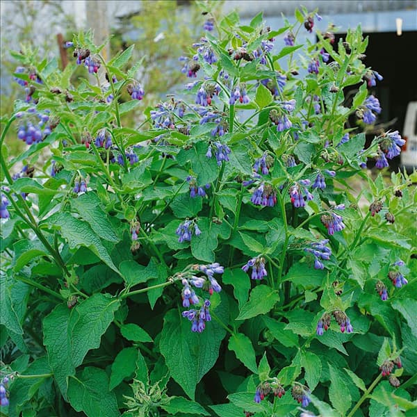 Symphytum officinale