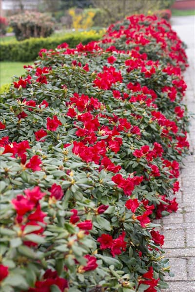Rhododendron Baden-Baden
