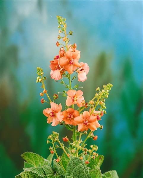 Verbascum Jackie
