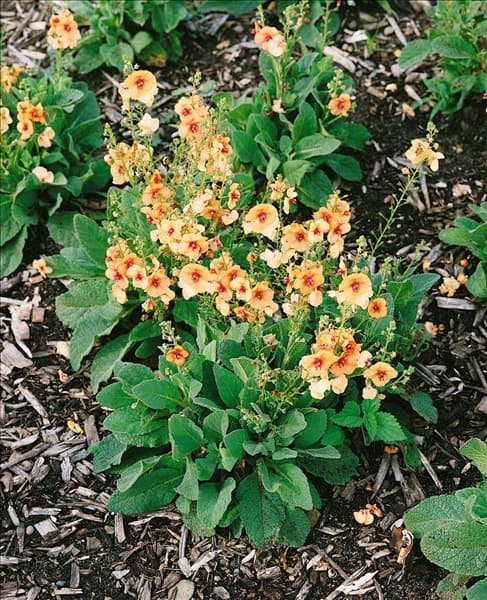 Verbascum Jackie