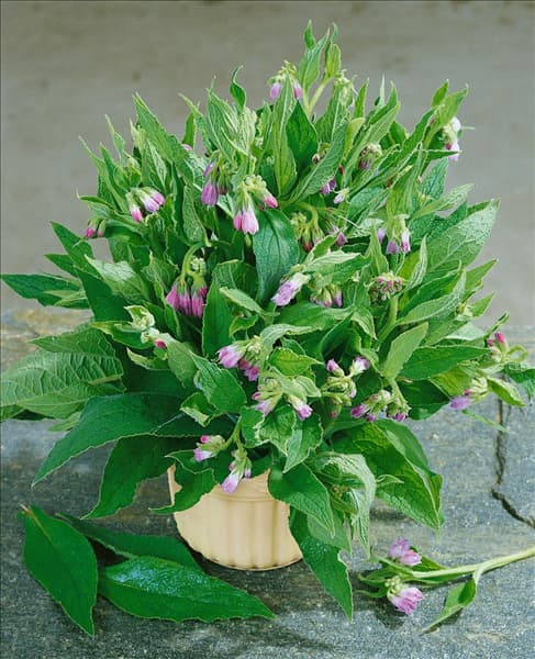 Symphytum officinale