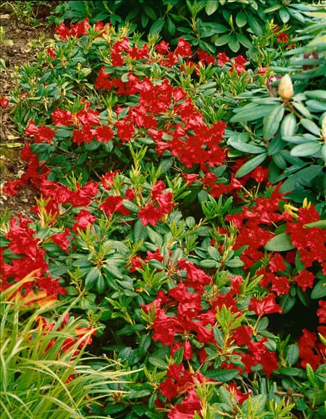 Rhododendron forrestii Baden-Baden