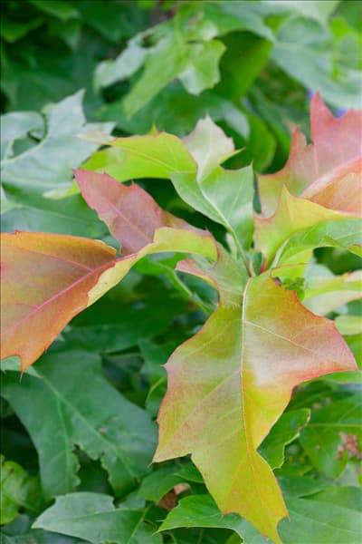 Quercus palustris Green Dwarf