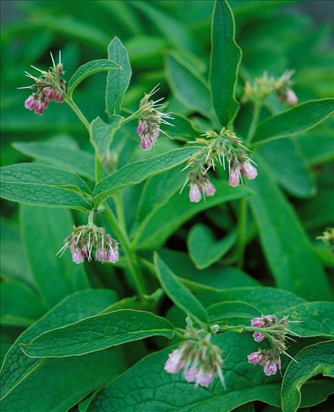 Symphytum officinale