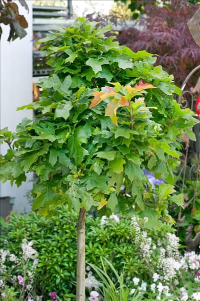 Quercus palustris Green Dwarf
