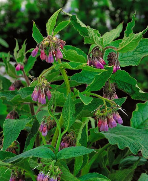 Symphytum officinale