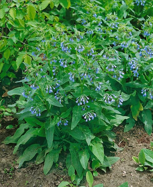 Symphytum officinale