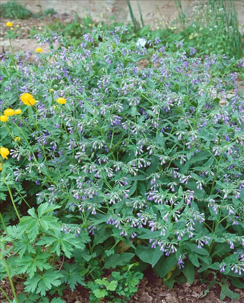 Symphytum officinale