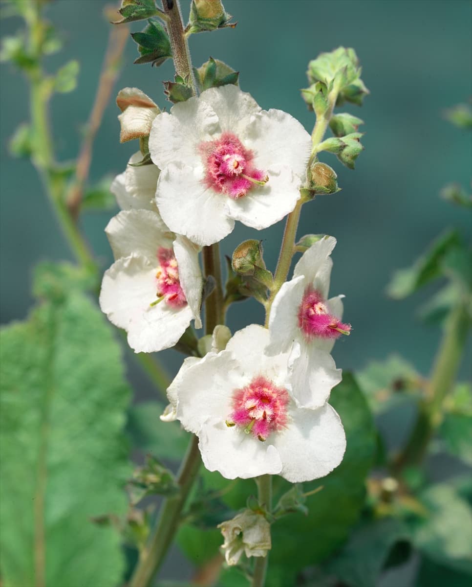 Verbascum White Domino