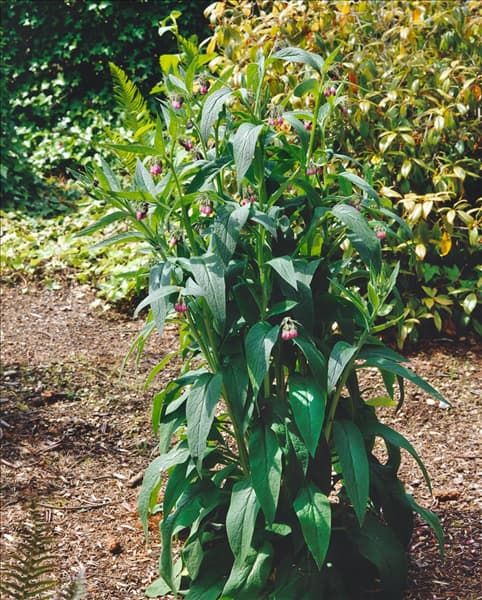 Symphytum officinale