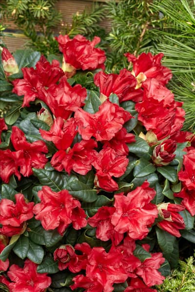 Rhododendron forrestii Scarlet Wonder
