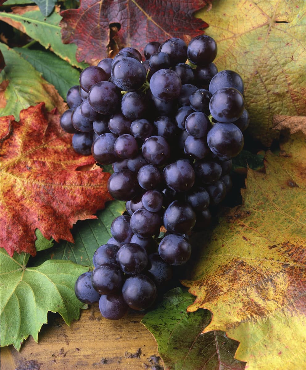 Vitis vinifera Muscat de Hambourg