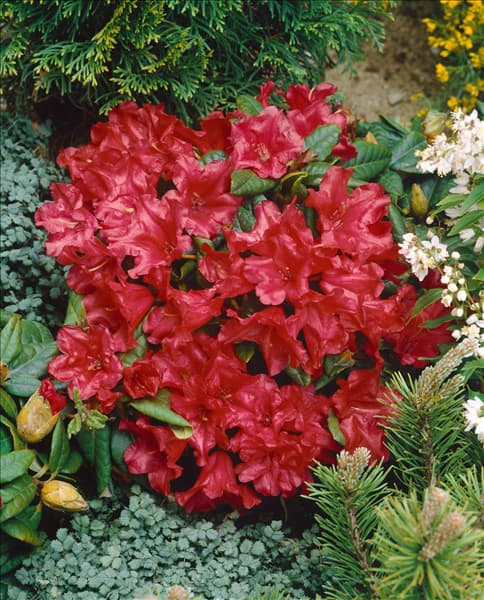 Rhododendron forrestii Scarlet Wonder