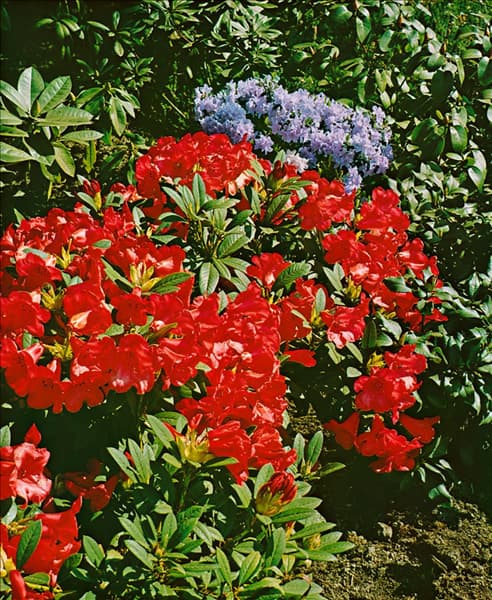 Rhododendron forrestii Scarlet Wonder