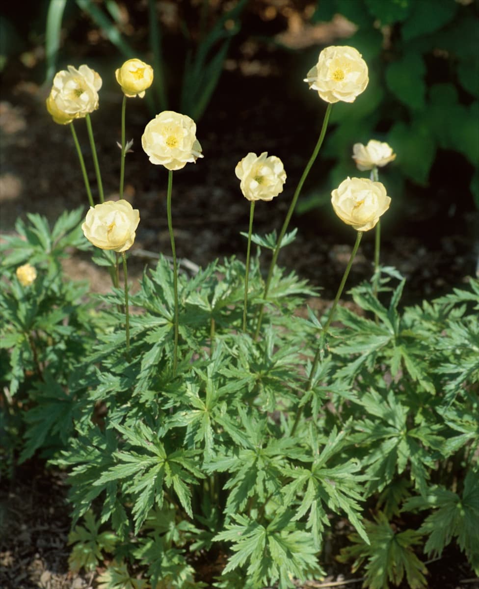 Trollius Alabaster