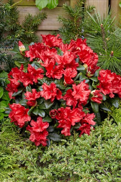 Rhododendron forrestii Scarlet Wonder