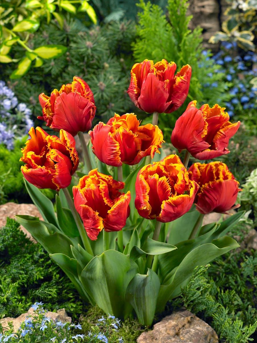 Tulipa Parrot Bright Parrot