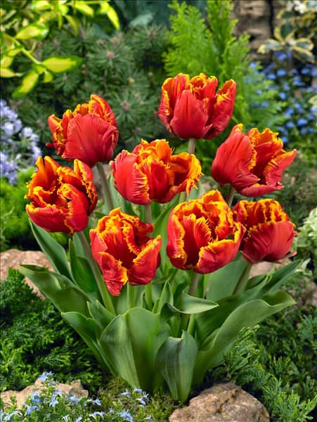 Tulipa Parrot Bright Parrot