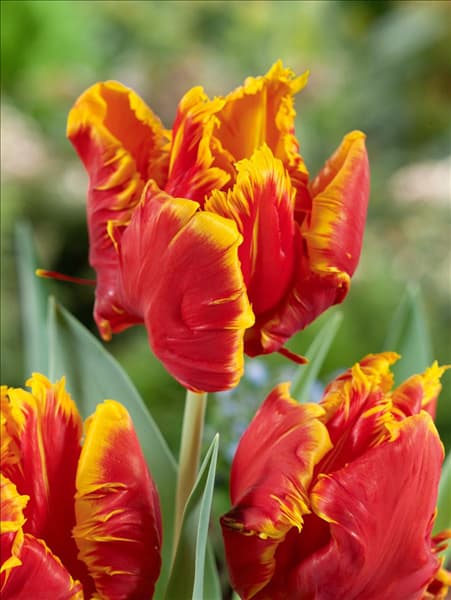 Tulipa Parrot Bright Parrot