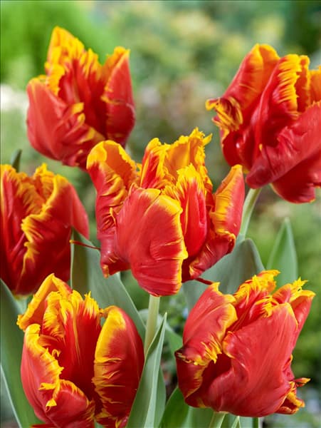 Tulipa Parrot Bright Parrot