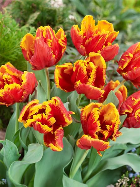 Tulipa Parrot Bright Parrot