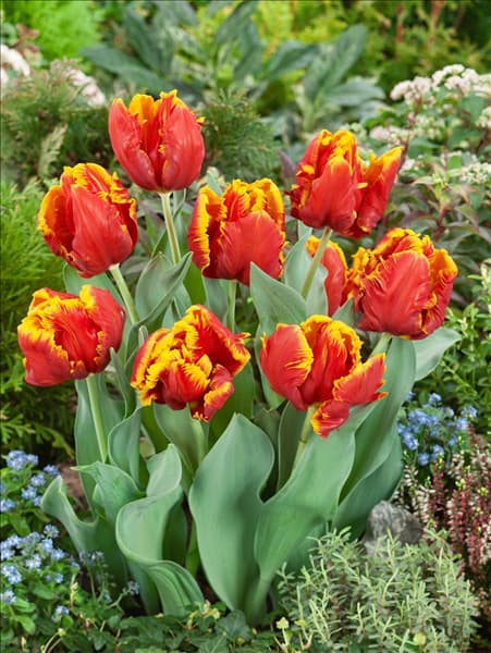 Tulipa Parrot Bright Parrot