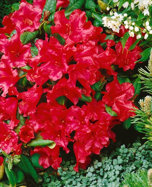 Rhododendron forrestii Scarlet Wonder