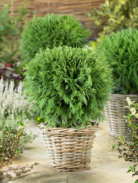Thuja occidentalis Mecki im Topf
