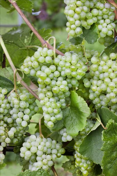 Vitis vinifera subsp. vinifera New York ®