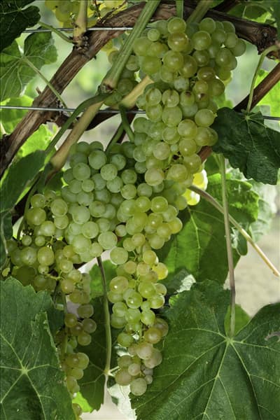 Vitis vinifera subsp. vinifera New York (R) (Lakemont)