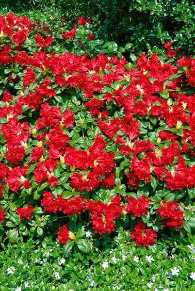 Rhododendron forrestii Scarlet Wonder